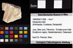 Foto (Objket + Etiketten) von Decapoda indet. 